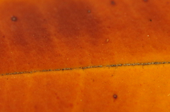 Banksia integrifolia