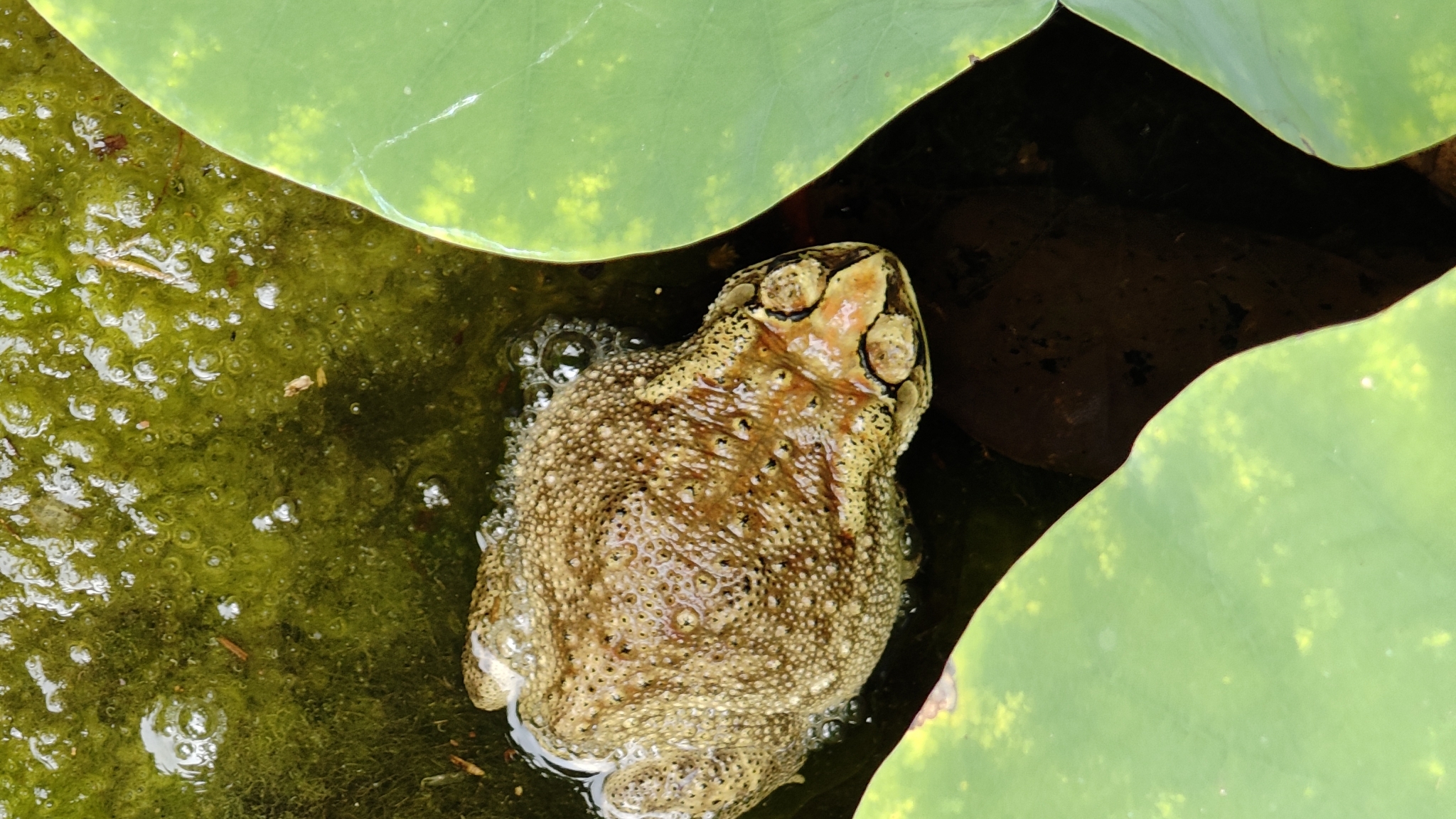 Indian Common True Toad
