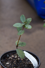 Quercus guyavifolia