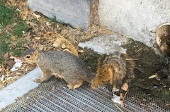 Sciurus niger