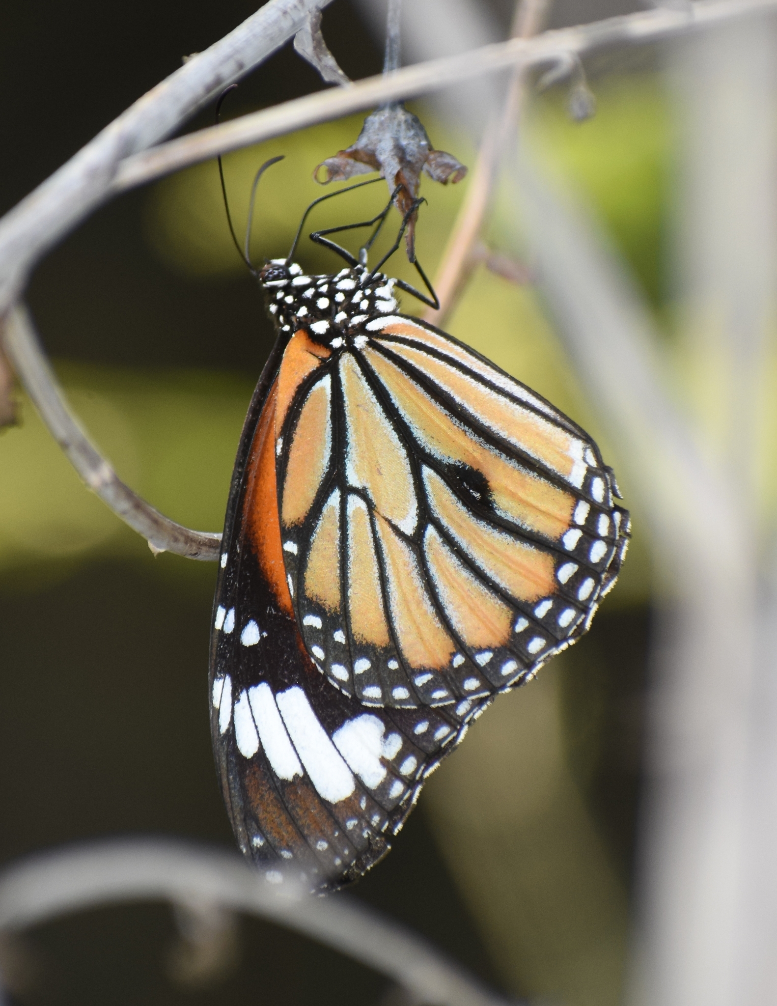 Striped Tiger