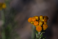 Chrysocephalum semipapposum