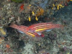 Fourline Hogfish photo 1