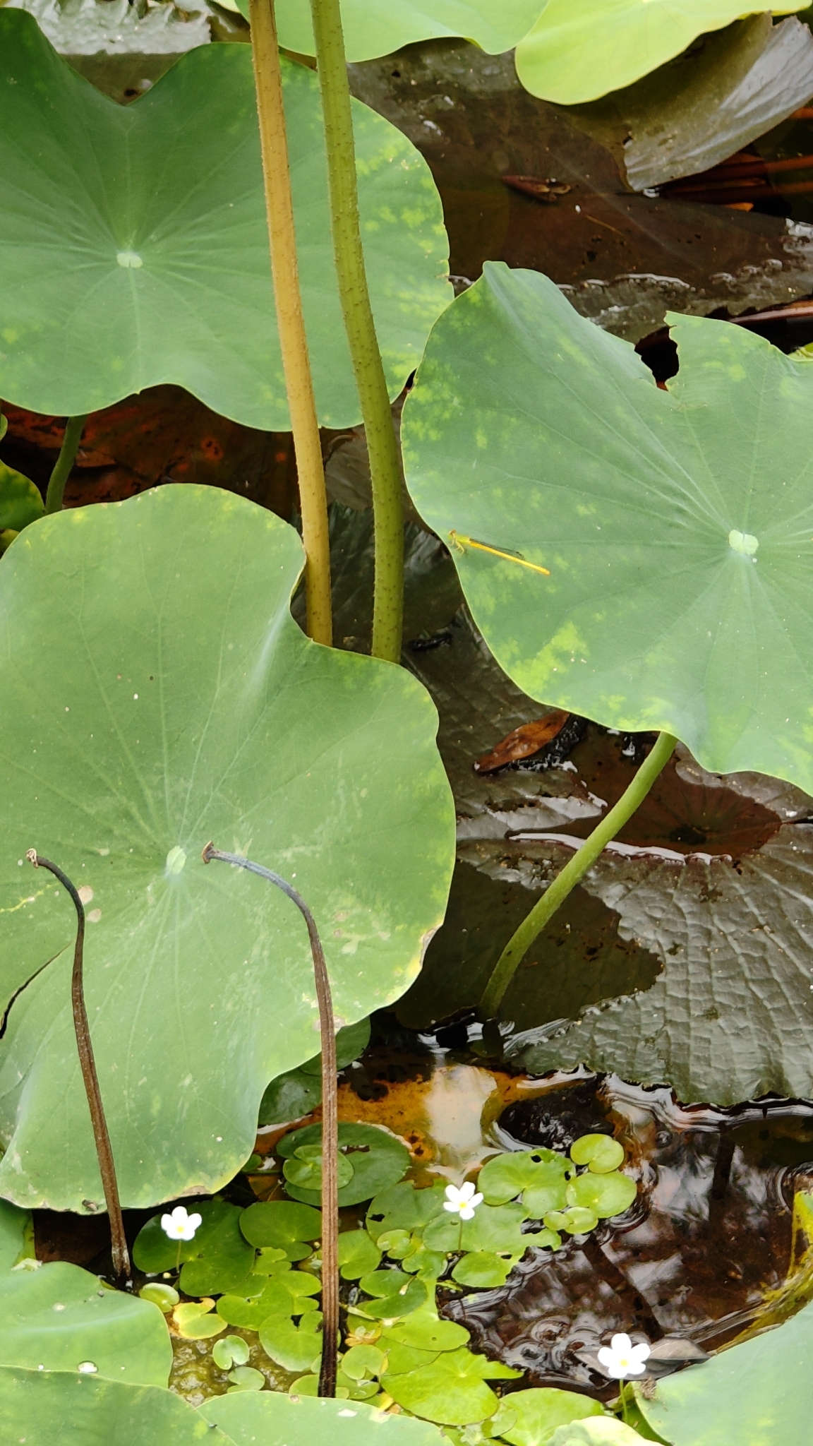 Coromandel Marsh Dart