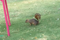 Sciurus niger