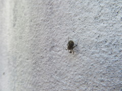 Cryptachaea blattea