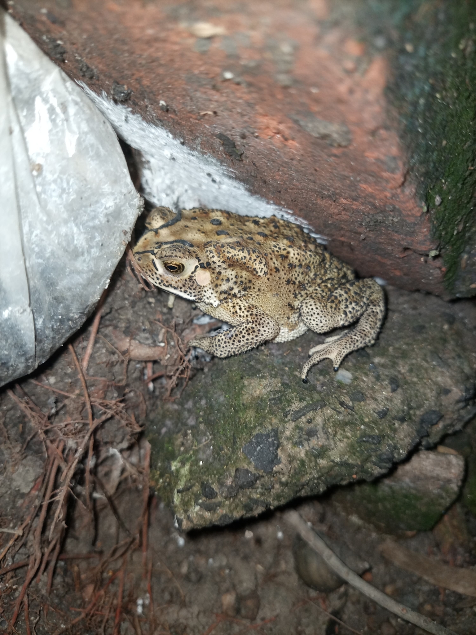Indian Common True Toad