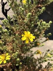 Deinandra minthornii