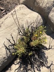 Deinandra minthornii