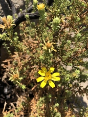 Deinandra minthornii