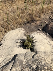 Deinandra minthornii