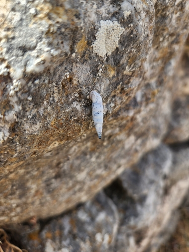 Albinaria caerulea