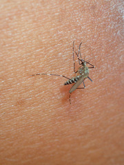 Aedes deserticola