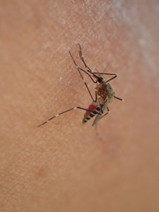 Aedes deserticola