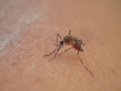 Aedes deserticola