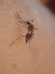 Aedes deserticola