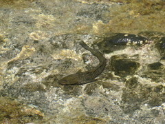 Parablennius parvicornis