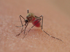 Aedes deserticola