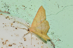 Sabulodes