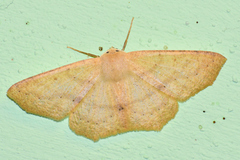Sabulodes