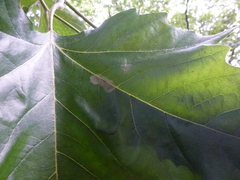 Phyllonorycter leucographella