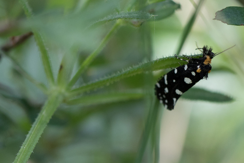 Euplocamus anthracinalis