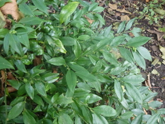 Sarcococca