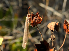 Creoleon lugdunensis