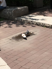 Columba livia domestica