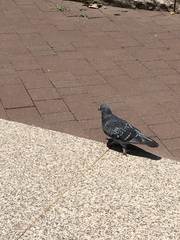 Columba livia domestica
