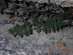 Myriopteris clevelandii