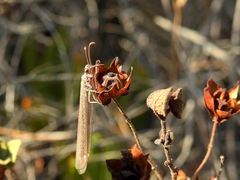 Creoleon lugdunensis