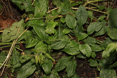 Ramularia lychnidicola