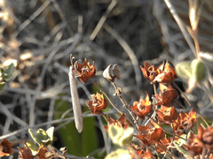 Creoleon lugdunensis