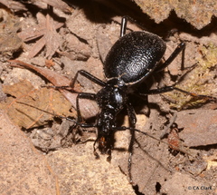 Carabinae