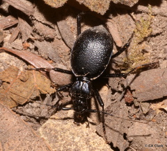 Carabinae