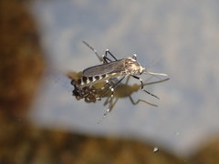 Aedes atropalpus