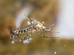 Aedes atropalpus