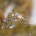 American Rock Pool Mosquito - Photo (c) Eric Knopf, some rights reserved (CC BY-NC), uploaded by Eric Knopf