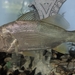 Silver Perch - Photo (c) Marine Nature Study Area, some rights reserved (CC BY-NC), uploaded by Marine Nature Study Area