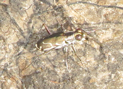 Cicindela tenuisignata
