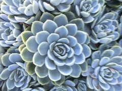Echeveria elegans