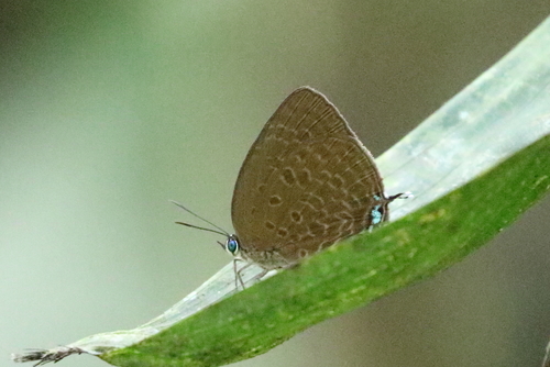 Arhopala lurida