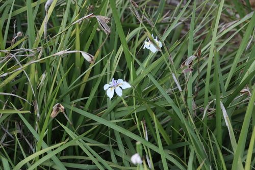 Dietes grandiflora