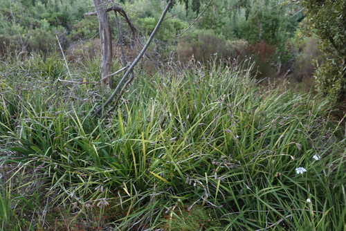 Dietes grandiflora