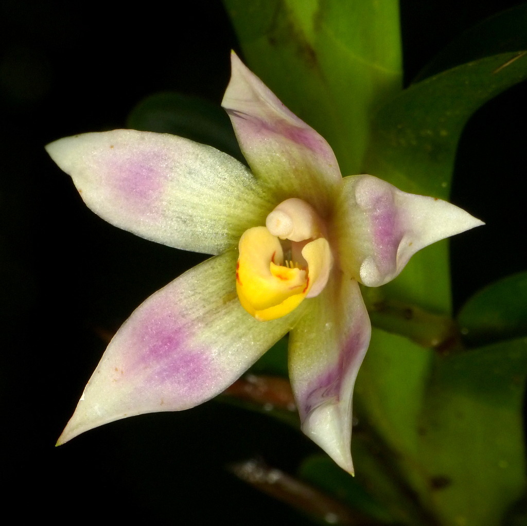 Maxillaria carinulata