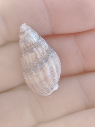 Tritia reticulata