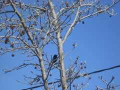 Molothrus bonariensis