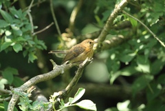 Erithacus rubecula