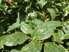 Viburnum davidii